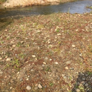 Myriophyllum verrucosum at Tharwa, ACT - 13 Apr 2019 01:19 PM