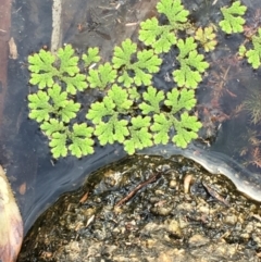 Azolla filiculoides (Water Fern) at Tennent, ACT - 13 Apr 2019 by JaneR