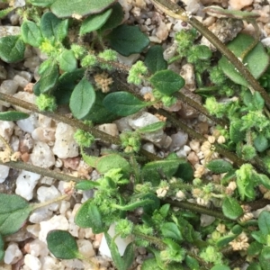 Dysphania glomulifera subsp. glomulifera at Tennent, ACT - 13 Apr 2019 02:44 PM