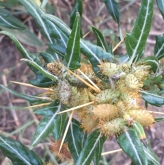 Xanthium spinosum (Bathurst Burr) at Tennent, ACT - 13 Apr 2019 by JaneR