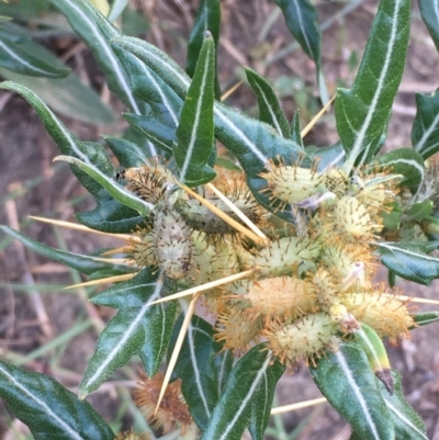 Xanthium spinosum (Bathurst Burr) at Tennent, ACT - 13 Apr 2019 by JaneR