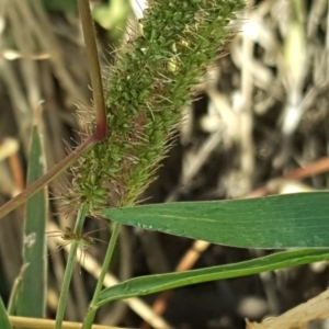 Setaria sp. at Fyshwick, ACT - 16 Apr 2019