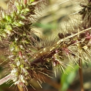 Setaria sp. at Fyshwick, ACT - 16 Apr 2019