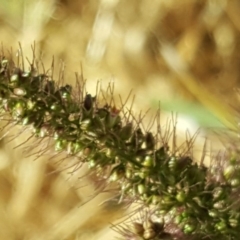 Setaria sp. at Fyshwick, ACT - 16 Apr 2019