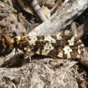 Ardiosteres moretonella at Theodore, ACT - 15 Apr 2019 01:45 PM