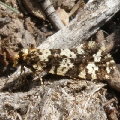 Ardiosteres moretonella (Scruffy Case Moth) at Tuggeranong Hill - 15 Apr 2019 by Owen