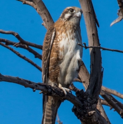 Falco berigora (Brown Falcon) at Chisholm, ACT - 15 Apr 2019 by norsygirl