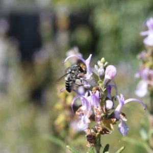 Megachile (Eutricharaea) maculariformis at Florey, ACT - 16 Apr 2019 01:39 PM