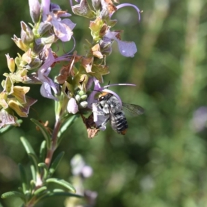 Megachile (Eutricharaea) maculariformis at Florey, ACT - 16 Apr 2019 01:39 PM