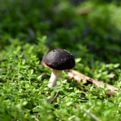 Unidentified Cup or disk - with no 'eggs' at Tura Beach, NSW - 9 Apr 2019 by TLH