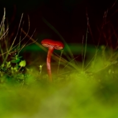 Hygrocybe firma (Hygrocybe firma) at Tura Beach, NSW - 8 Apr 2019 by TLH