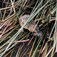 Hydromys chrysogaster (Rakali or Water Rat) at Belconnen, ACT - 16 Apr 2019 by MattM