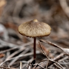 Inocybe sp. (Inocybe) at Tura Beach, NSW - 9 Apr 2019 by TLH