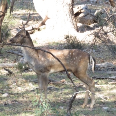 Dama dama (Fallow Deer) at Michelago, NSW - 13 Apr 2019 by KumikoCallaway