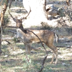 Dama dama at Michelago, NSW - suppressed