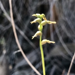 Corunastylis clivicola at Acton, ACT - 16 Apr 2019