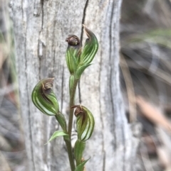 Speculantha rubescens (Blushing Tiny Greenhood) at ANBG South Annex - 16 Apr 2019 by PeterR