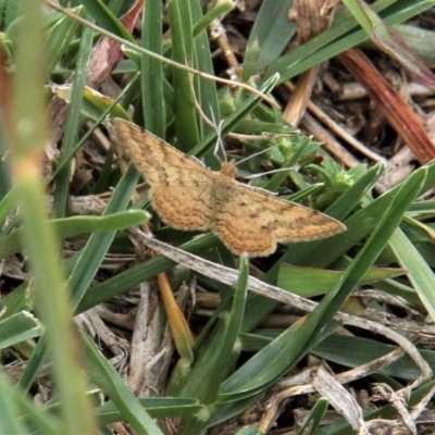 Scopula rubraria (Reddish Wave, Plantain Moth) at Paddys River, ACT - 16 Apr 2019 by davobj