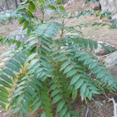 Ailanthus altissima at Isaacs, ACT - 16 Apr 2019 04:20 PM