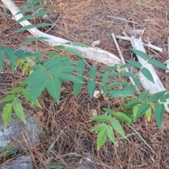 Ailanthus altissima at Isaacs, ACT - 16 Apr 2019 04:20 PM