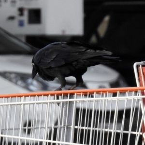 Corvus coronoides at Majura, ACT - 15 Apr 2019