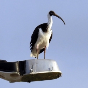 Threskiornis spinicollis at Majura, ACT - 15 Apr 2019