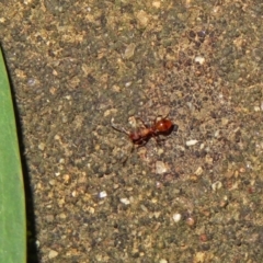 Mesostruma sp. (genus) at ANBG - 15 Apr 2019 by RodDeb