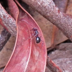 Myrmecia gulosa at ANBG - 15 Apr 2019 by RodDeb