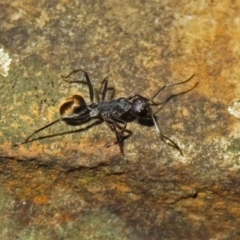 Camponotus suffusus at Acton, ACT - 15 Apr 2019