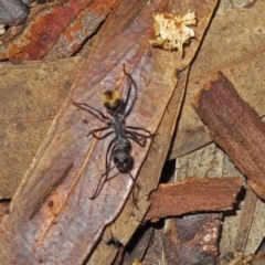 Camponotus suffusus at Acton, ACT - 15 Apr 2019