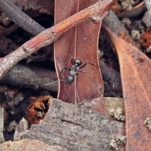 Camponotus suffusus at Acton, ACT - 15 Apr 2019