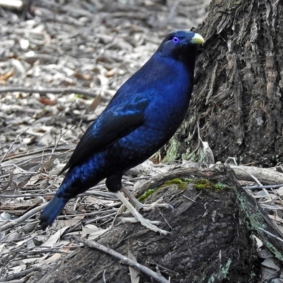 Ptilonorhynchus violaceus (Satin Bowerbird) at ANBG - 15 Apr 2019 by RodDeb