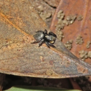 Salticidae sp. 'Golden palps' at ANBG - 15 Apr 2019 12:54 PM