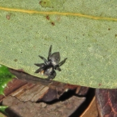 Salticidae sp. 'Golden palps' at ANBG - 15 Apr 2019 12:54 PM