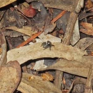 Salticidae sp. 'Golden palps' at ANBG - 15 Apr 2019 12:54 PM