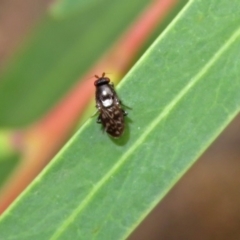 Sphaeroceridae sp. (family) at ANBG - 15 Apr 2019