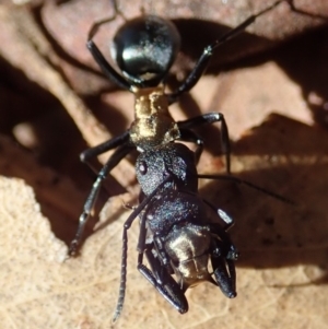 Polyrhachis ornata at Mount Painter - 15 Apr 2019