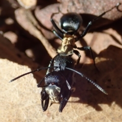 Polyrhachis ornata at Mount Painter - 15 Apr 2019 05:05 PM