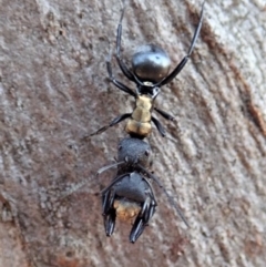 Polyrhachis ornata at Mount Painter - 15 Apr 2019 05:05 PM