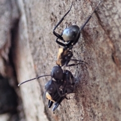 Polyrhachis ornata at Mount Painter - 15 Apr 2019