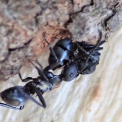 Polyrhachis ornata at Mount Painter - 15 Apr 2019 05:05 PM