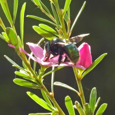 Xylocopa (Lestis) aerata (Golden-Green Carpenter Bee) at ANBG - 15 Apr 2019 by RodDeb