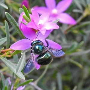 Xylocopa (Lestis) aerata at ANBG - 15 Apr 2019 02:19 PM