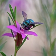 Xylocopa (Lestis) aerata at ANBG - 15 Apr 2019