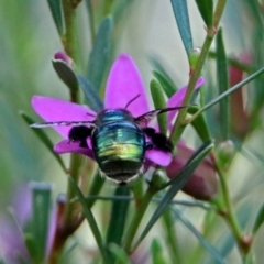 Xylocopa (Lestis) aerata at ANBG - 15 Apr 2019