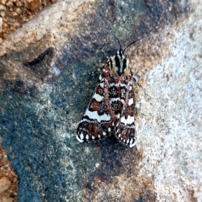 Apina callisto (Pasture Day Moth) at Uriarra Village, ACT - 16 Apr 2019 by fourjays