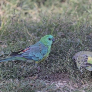 Psephotus haematonotus at Fyshwick, ACT - 16 Apr 2019