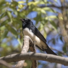 Rhipidura leucophrys (Willie Wagtail) at Fyshwick, ACT - 16 Apr 2019 by Alison Milton