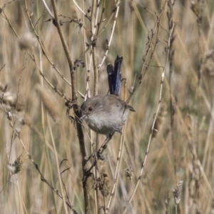 Malurus cyaneus at Fyshwick, ACT - 16 Apr 2019