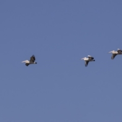 Pelecanus conspicillatus (Australian Pelican) at Fyshwick, ACT - 16 Apr 2019 by AlisonMilton